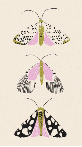 Moth Trio