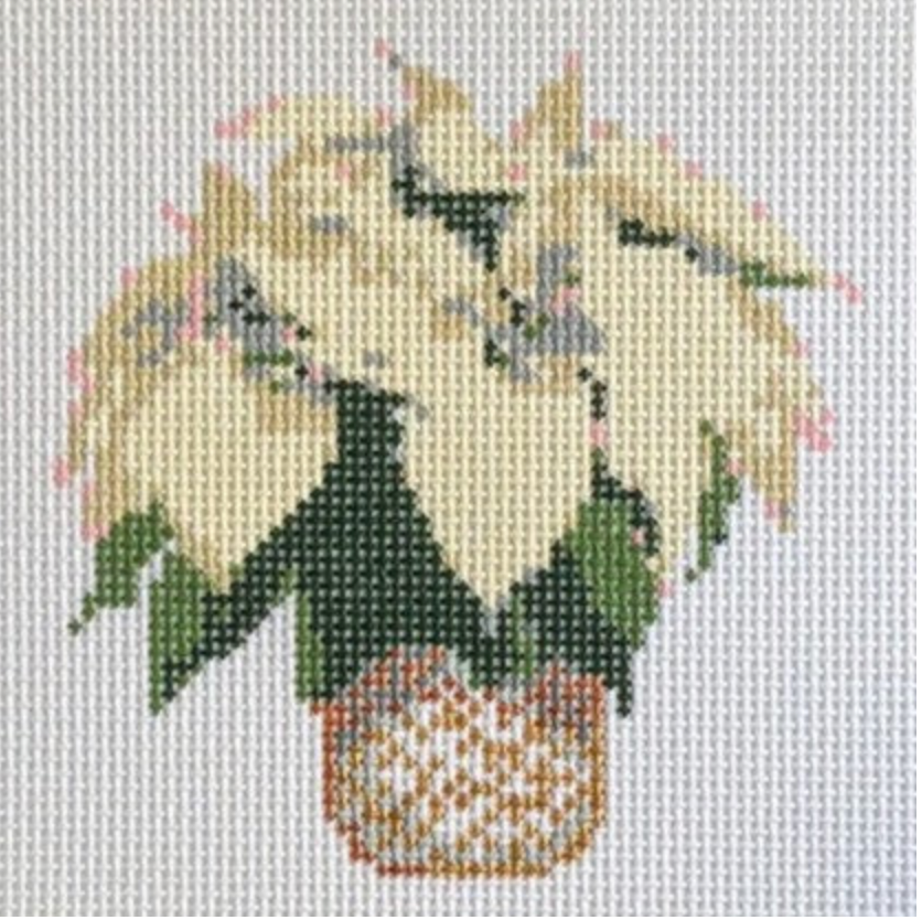 White Poinsettia