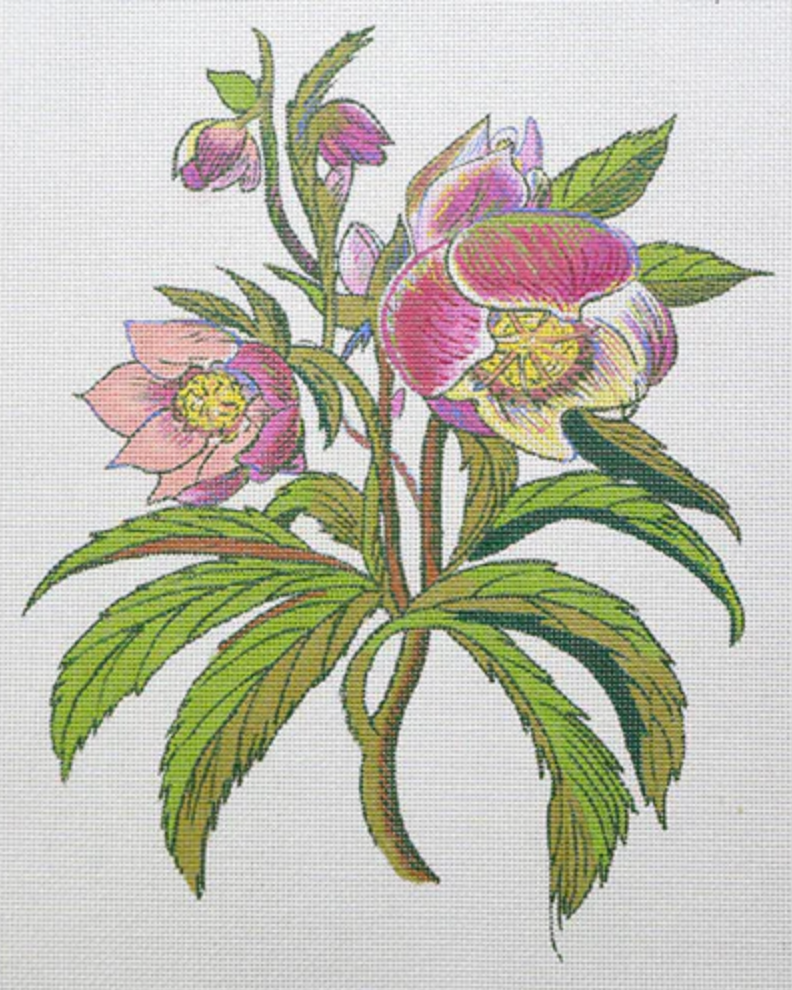 Hellebore on 13