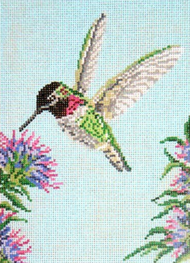 Anna's Hummingbird